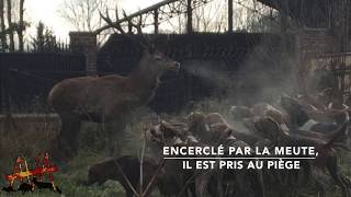 EXCLUSIF  La population de BonneuilenValois sauve un cerf de la chasse à courre [upl. by Arymat]