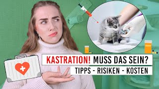 Kastration Katze  Komplikationen Veränderungen Kosten bei Kater amp Katze  kastrieren  Amely Rose [upl. by Notniw]