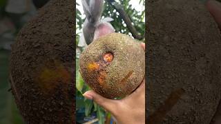 Mamey sapote fruit reels satisfying buahan buah [upl. by Bowie]