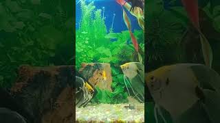 fishbowl amazingaquarium amazingfishing [upl. by Isle7]