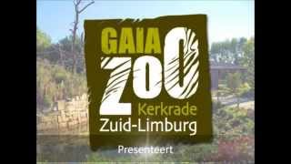 GaiaZOO  Nieuwe hengst bij Przewalskipaarden [upl. by Anivlac403]