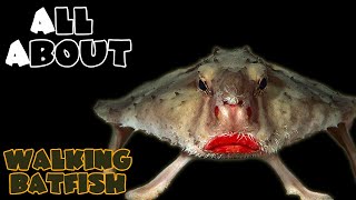 All About The Walking Batfish quotHalloween Specialquot or Long Nose Batfish or Red Lips Batfish [upl. by Aremmat]