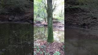 Spaziergang und Wanderung bei Pautzfeld mit kleinen Waldseen [upl. by Ateekan]