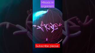 mitosis 3d animation  Phase of mitosis  cell cycle and cell division mitosis and meiosis shorts [upl. by Leamiba]