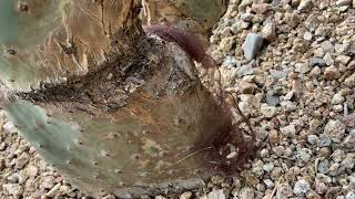 Sasquatch Hair at the Horny Toad in Cave Creek AZ  Feb 1 2022 [upl. by Wenonah]