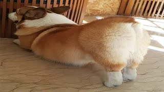 Funny and Cute Corgi Compilation  Best Funny Corgi Videos Part 3 [upl. by Arahc]