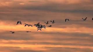 12824  Part 2 Colusa National Wildlife Refuge Sunset Lighting Watching [upl. by Ferretti220]