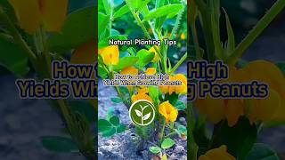 How to achieve high yield when growing peanuts shortvideo plants youtubeshorts viralvideo [upl. by Boyer]