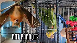 Sunny the Parrot practicing being a bat Bat Parrot [upl. by Alleuqram]