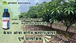 केसर आंबा बागेत कल्टार कसे वापरावे ह्याचे पूर्ण प्रात्यक्षिक mangocultivation kesarmango [upl. by Wulfe]