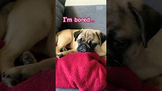 BORED PUG 🤭 VERY BORED PET pug lazydog boredpets [upl. by Fradin885]