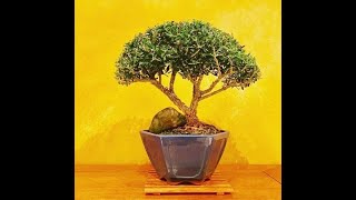 Bonsai for Beginners [upl. by Mcwherter]