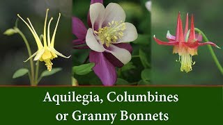 Aquilegia Columbine Plants or Granny Bonnet Plants [upl. by Inkster]