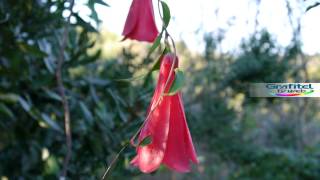 Copihue Flor Nacional de Chile [upl. by Dolph]