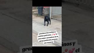 Con pelito y sin picazón 💞cambiatumente adoptanocompres amor dog viralvideo viralshorts [upl. by Attelrac]