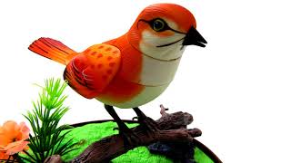 Bird Sound Ringtone Free Mp3 Ringtones Downloads [upl. by Euqinmod898]