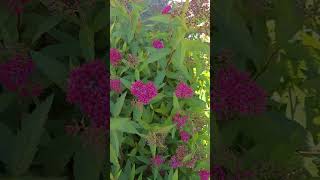 👁 👁 NEON SPIREA IN BLOOM NOVEMBER 4TH 2024 👍SUBSCRIBE PLEASE TYVM BUSH SHRUB LANDSCAPING 👁 👁 [upl. by Tenn]