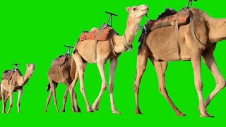 Green Screen Camel walking HD Footage  No copyright [upl. by Nnylf]