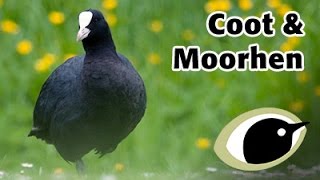 BTO Bird ID  Coot amp Moorhen [upl. by Quartas]