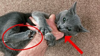 The Meaning Behind 17 Strangest Cat Behaviors [upl. by Havstad933]