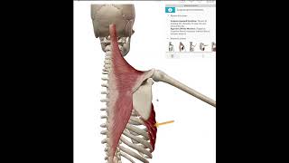 Scapular Upward Rotation [upl. by Anavoig]