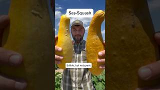 Smells Squatchy bigfoot squash garden gardening vegetablegardening [upl. by Yhtomot]