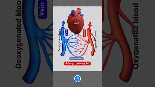 Story of Heart Artery Vein and Capillaries Arterial and Venous System [upl. by Nipsirc85]