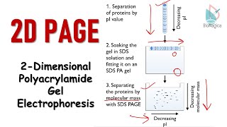 2D polyacrylamide gel electrophoresis  2D PAGE [upl. by Nawaj]