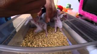 Green Cheek Conure Feeding [upl. by Suolkcin]