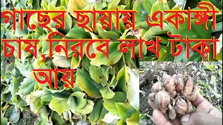 একাঙ্গী বাণিজ্যিক চাষ ekangi Aromatic Ginger একানি akaniKaempferia Galanga [upl. by Vally]