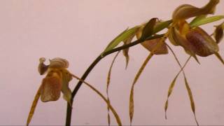 Paphiopedilum platyphyllum [upl. by Otreblada]