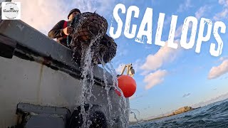 Scallops getting caught off a Commercial scalloping boat in Guernsey [upl. by Bethesde49]