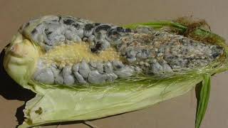 Maize Diseases [upl. by Hazrit]