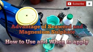 Advantage of Seaweed and Magnesium Sulphate I How to Prepare Best Foliar Spray for Aglonema I [upl. by Ayhtin966]