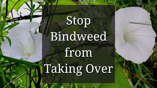 Stop Bindweed from Taking Over [upl. by Aikyt863]