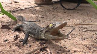 Cute baby crocodile squeaking [upl. by Eaver81]