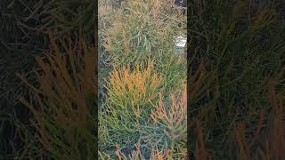 Está Enorme y Colorida 😱🥰 suculentas euphorbias plantas jardin shortvideo [upl. by Lancelot]