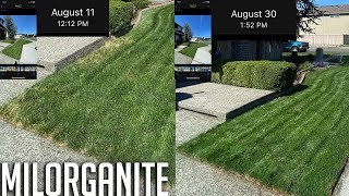 Milorganite  make your lawn deep green  Hard to find in the pacific northwest  how to apply [upl. by Zetrok]