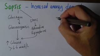 Sepsis 6 Increased metabolic demand [upl. by Netsew]