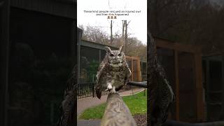 These kind people rescued an injured owl and then this happened animalshorts shortvideo [upl. by Watt86]