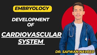 Cardiovascular system development  Primary and Secondary heart fields  Embryology [upl. by Hawken]