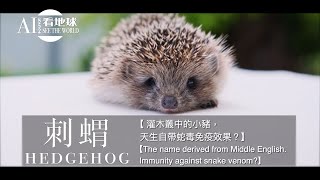 【Hedgehog  The name derived from Middle English Immunity against snake venom】 [upl. by Eillak26]