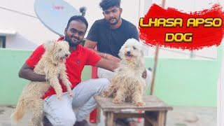 Lhasa Apso dog  owners review  Lhasa Apso dog careing and maintenance [upl. by Neelat]