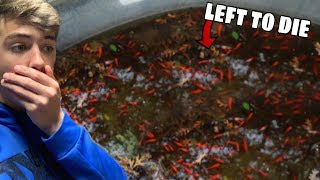 Rescuing Hundreds Of Fish From Dried Up Pond RESCUE MISSION [upl. by Redvers26]