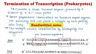 Prokaryotic transcription  Termination [upl. by Orlanta]