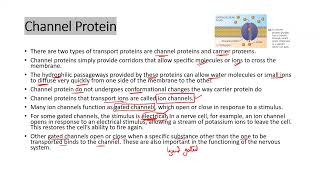 Facilitated Diffusion apbiology ibbiology asbiology [upl. by Martinson347]