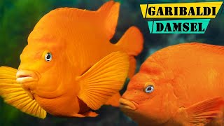 Garibaldi Damselfish  The Important Role of Garibaldi Damselfish in Ecosystems [upl. by Idalia]