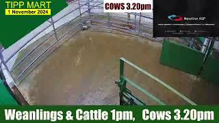 TIPPERARY TOWN MART 1 Nov 2024 Calves Cattle amp cows [upl. by Eemia590]