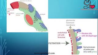 2Glomerular Filtration Barrier 1 [upl. by Enerak]