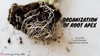 Organization Of Root Apex  Malayalam  Calyptra  Calyptrogen  Quiescent Centre [upl. by Olympias]